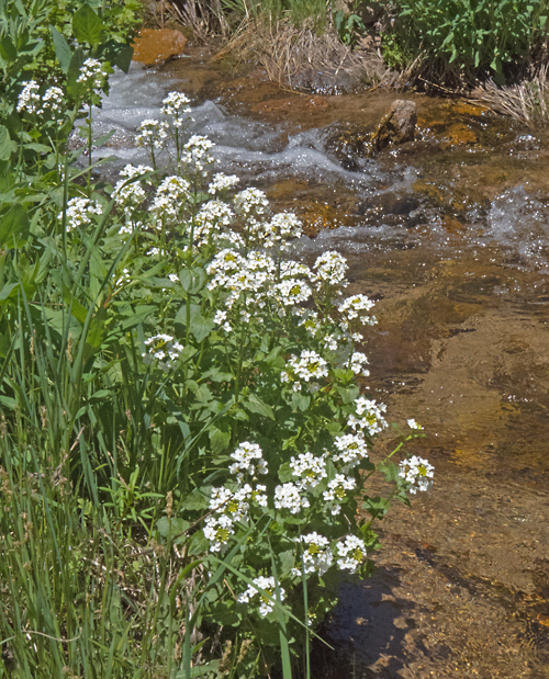 Cardamine - Bitter Cress.jpg